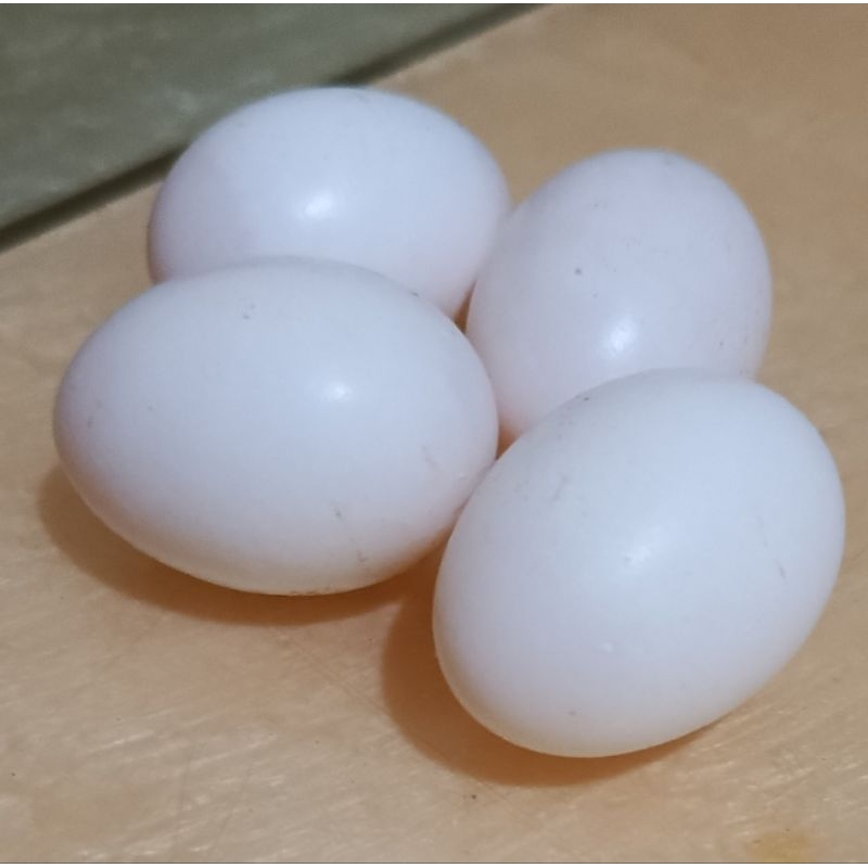 

TELUR MERPATI