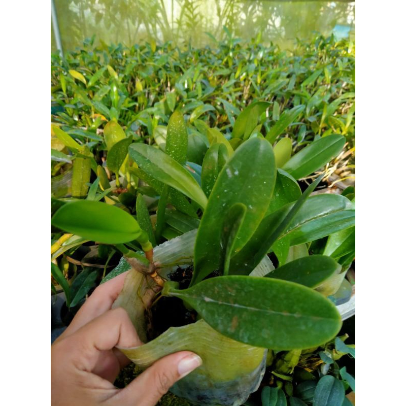 bulbophyllum grandiflorum