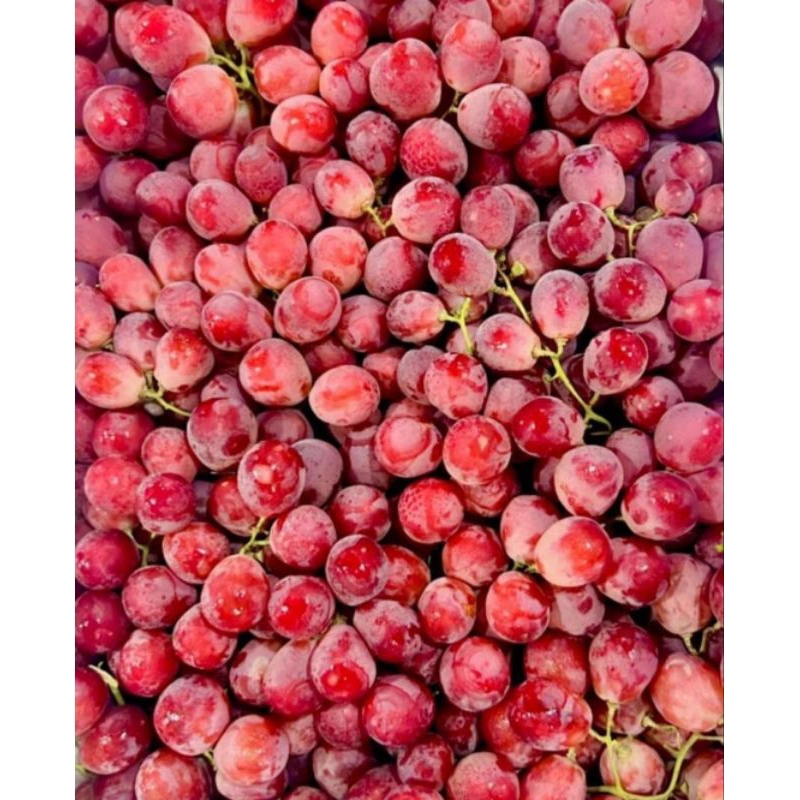 

Anggur red globe 1KG anggur red China buah anggur buah fresh bandung buah segar bandung