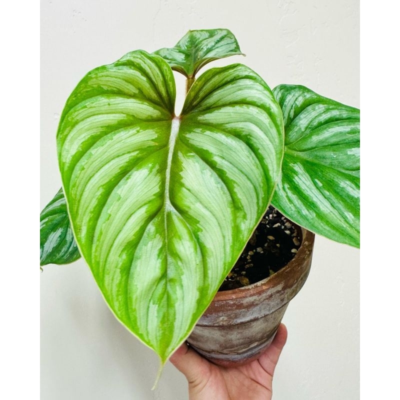 Philodendron Plowmanii / Philo Plomani / pilo flomani