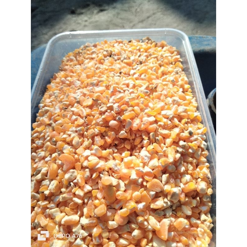 

jagung kecrok /menir jagung besar 100gram