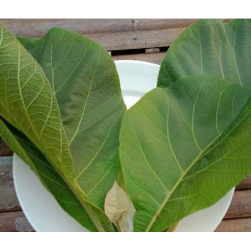 

Daun jati jawa segar 1 kg petik langsung fresh