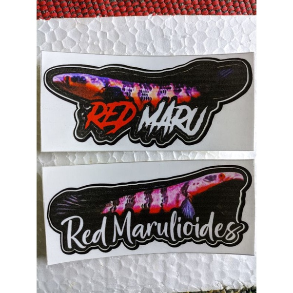 

Sticker Channa Maru Red Barito 8-10cm