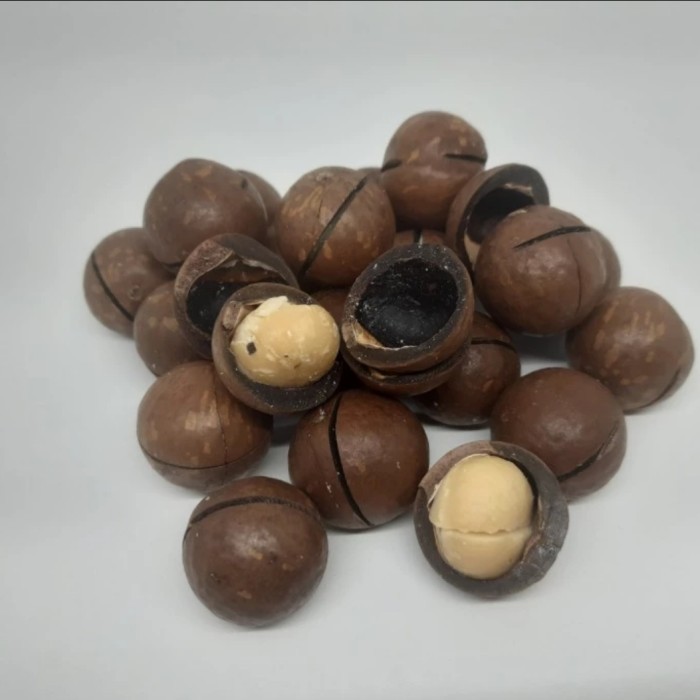 

KACANG MAKADAMIA PANGGANG 250 GRAM ROASTED MACADAMIA NUTS