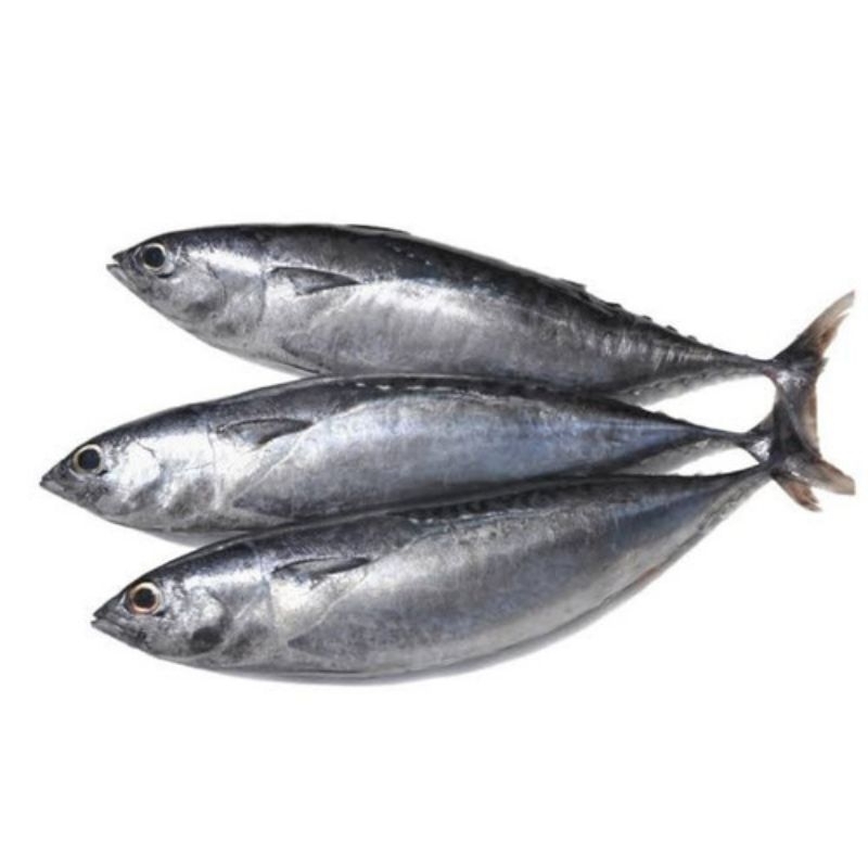 

Ikan Cakalang/ pasar daya/ lelong daya