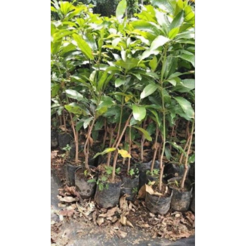 bibit mangga manalagi Situbondo