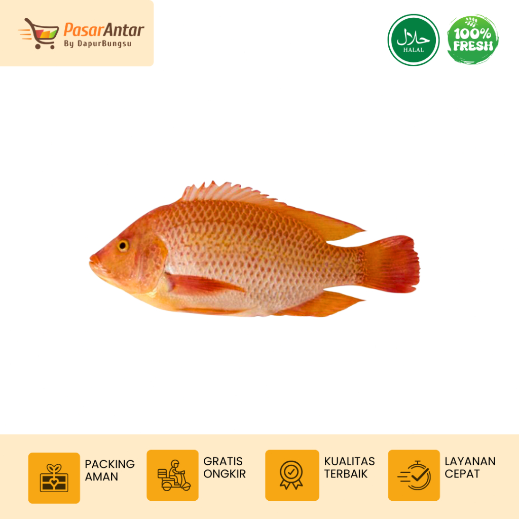 

Ikan Nilai Merah Segar Ukuran Sedang Bandung