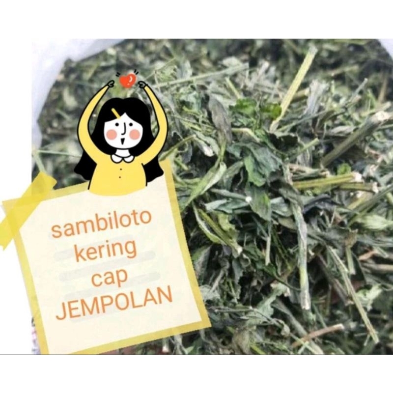 

samabiloto kering DJEMPOLAN daun batang cacah sambiroto asli alami herbal jamu obat minuman leaf