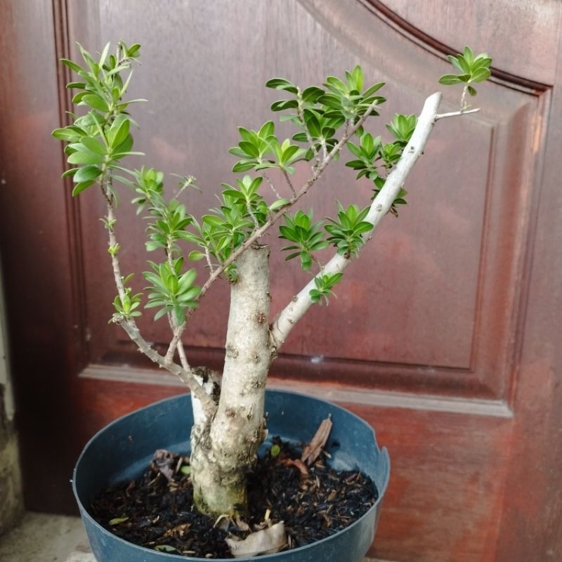 Bonsai Santigi
