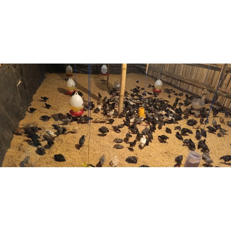 Ayam Kampung Indukan (AK)