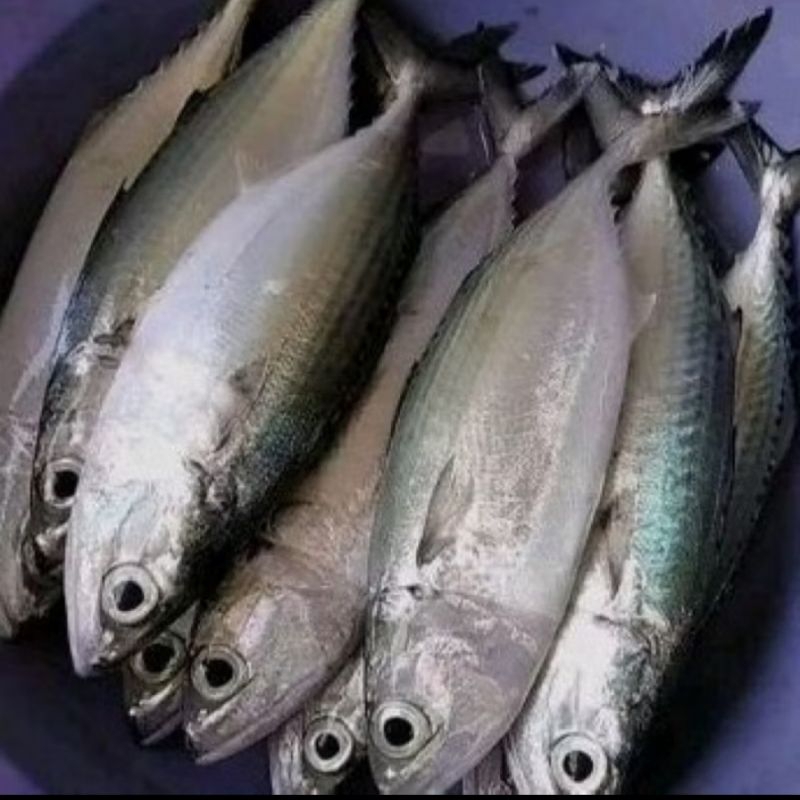 

ikan kembung, fresh - 500gr isi 3