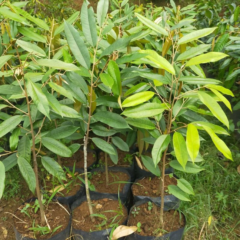 Bibit Durian Musangking Genjah Hasil Okulasi Cepat Berbuah Berbunga Super Unggulan