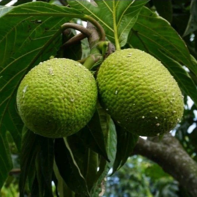 Bibit Sukun Goreng Murah Berkualitas