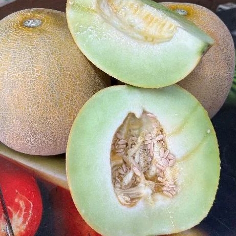

Buah Melon