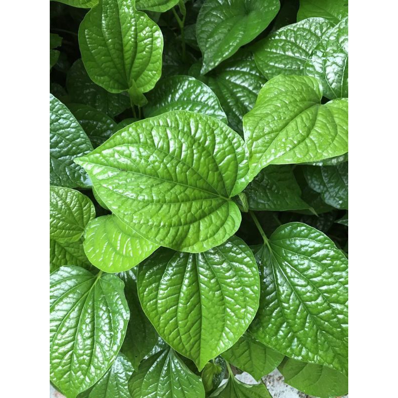 

DAUN SIRIH SEGAR LANGSUNG PETIK