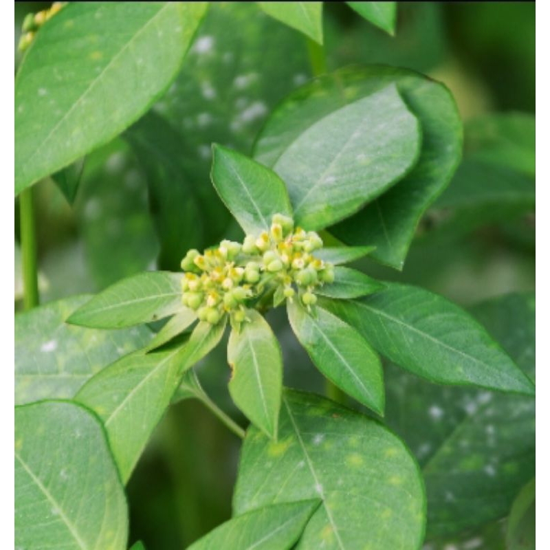 

daun sena,patik mas,katemas,200 gram