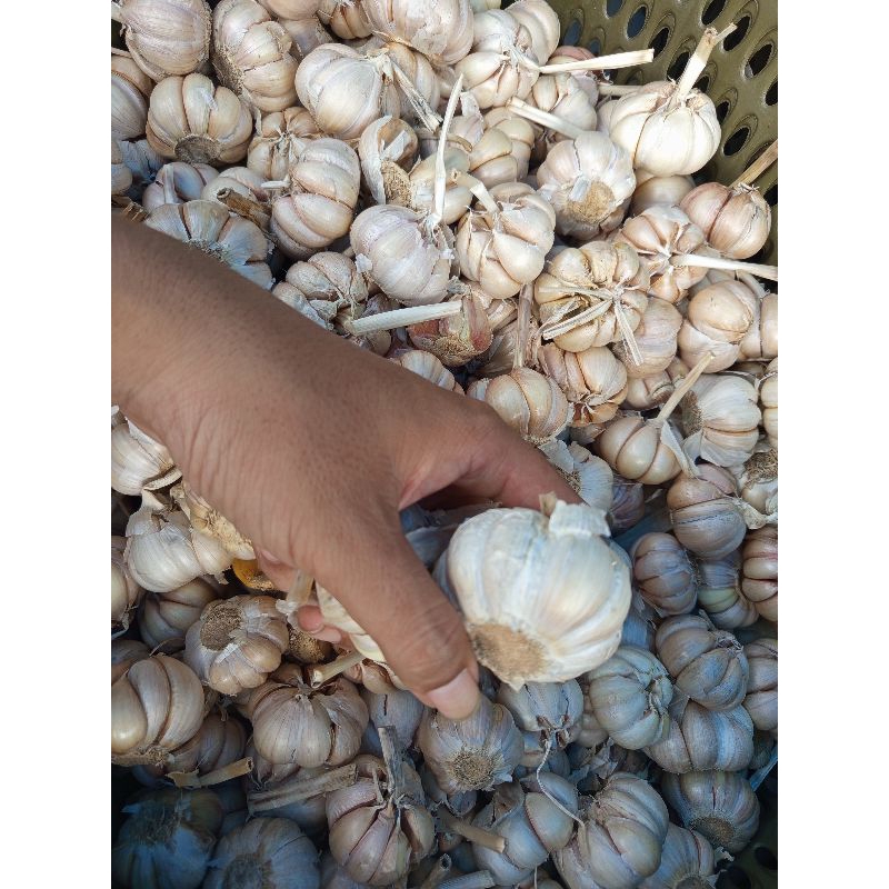 

bawang putih super 1kg