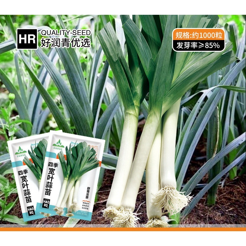 (1000 Biji) Benih Daun Bawang Berdaun Lebar Harum F1 Import