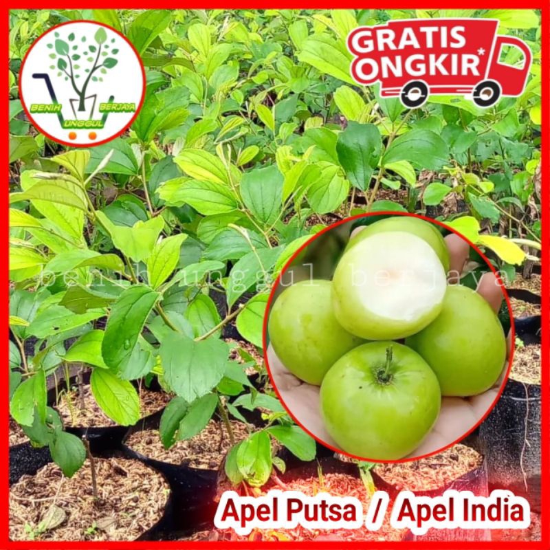 Bibit Apel Putsa / Apel India