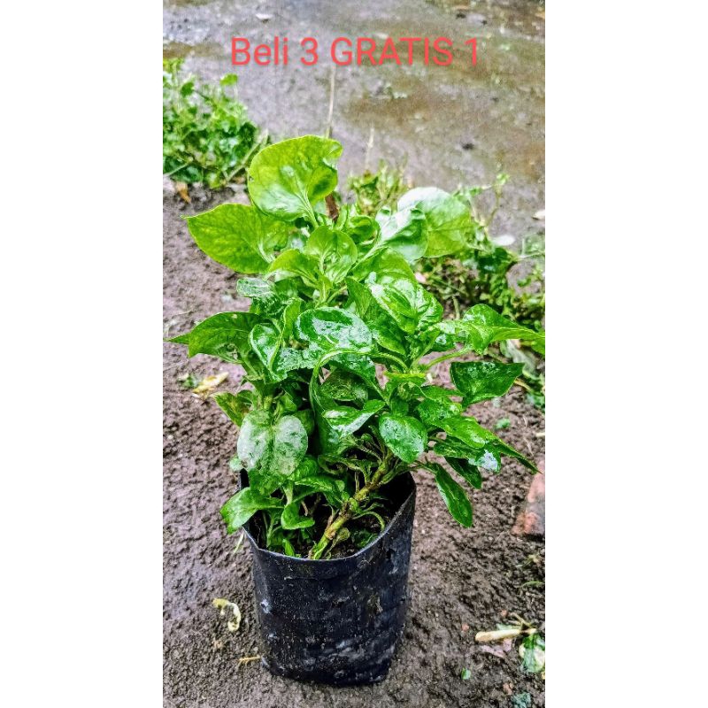 

BAYAM BRAZIL PREMIUM SIAP MASAK/ SIAP TANAM