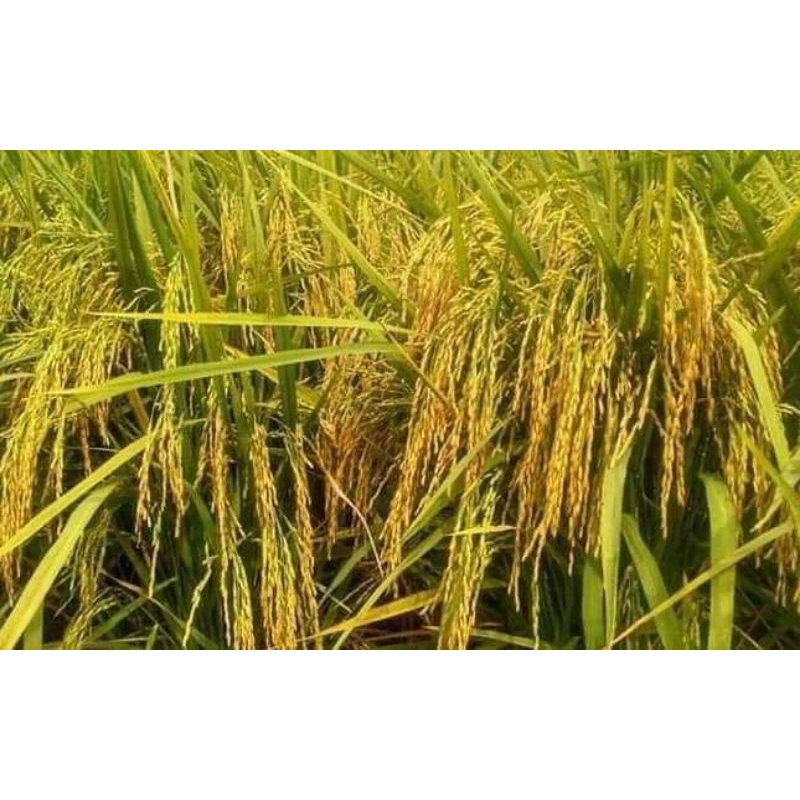 BENIH PADI CL 220 KEMASAN 1KG ORIGINAL