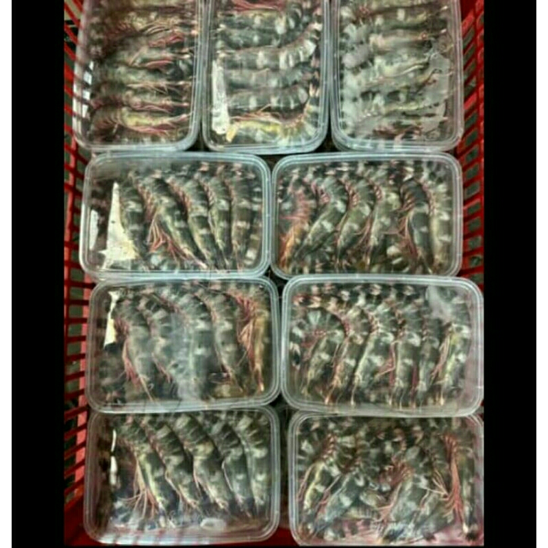 

Udang Galah Box Termurah