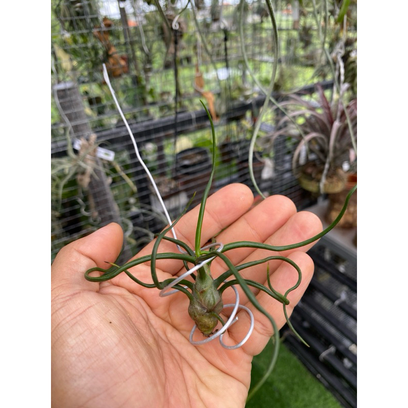 tillandsia bulbosa