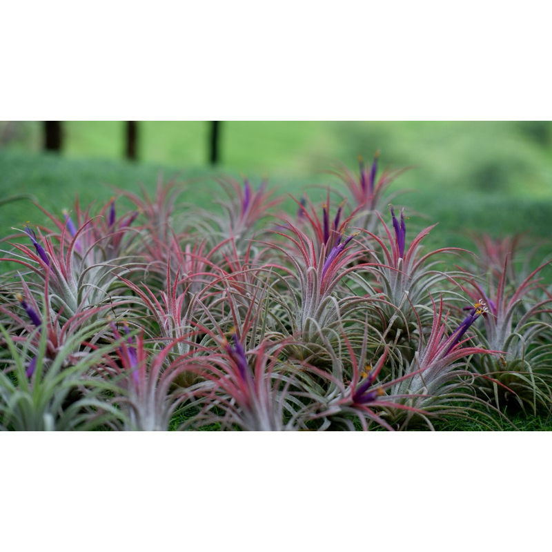 tillandsia ionanta paket