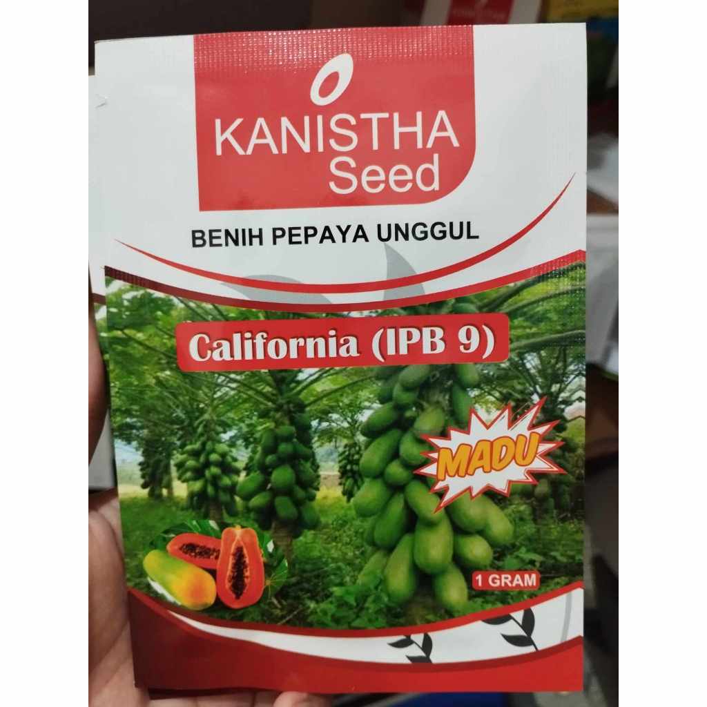 Benih Pepaya Unggul California IPB 9 Madu