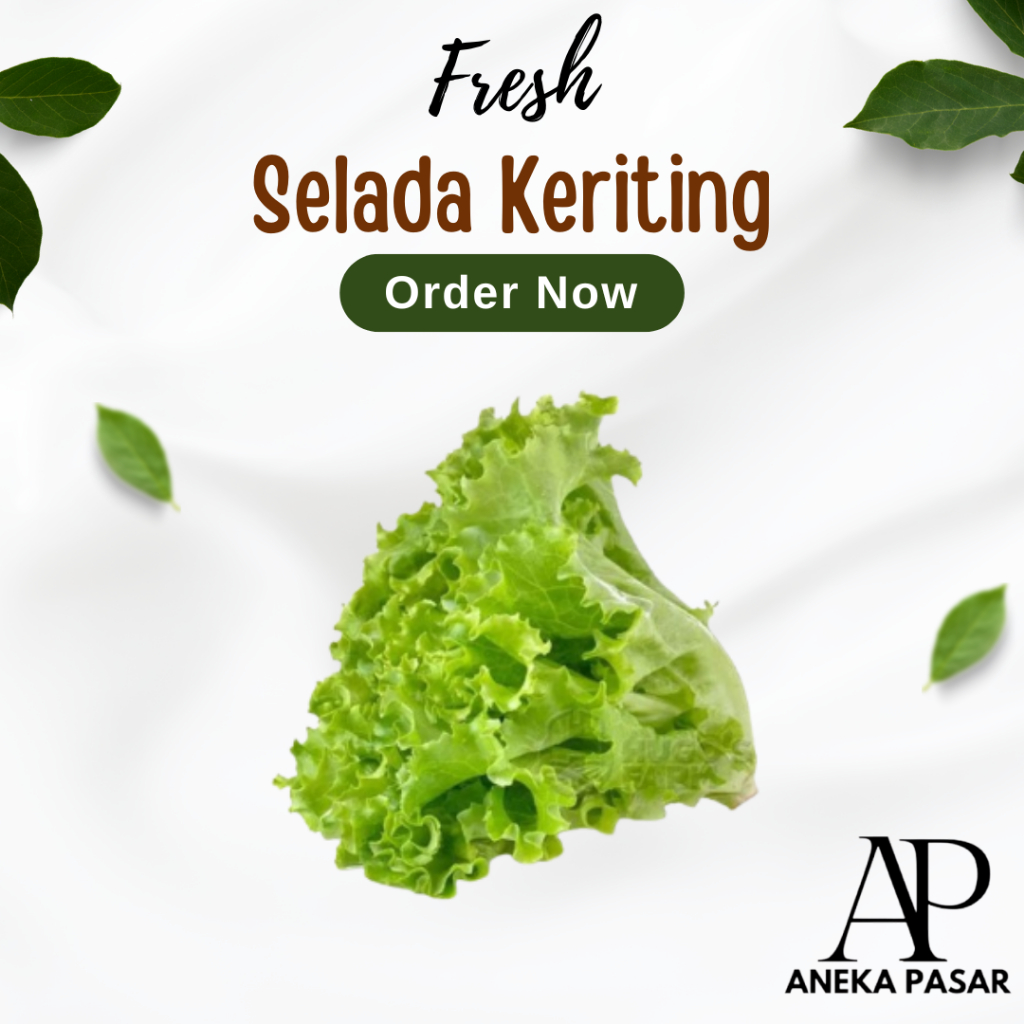 

Sayur Selada Keriting Kriting Sayuran Segar Surabaya