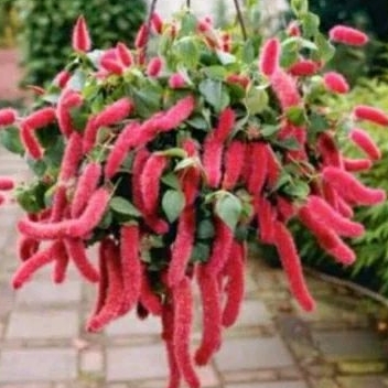 tanaman hias ekor kucing