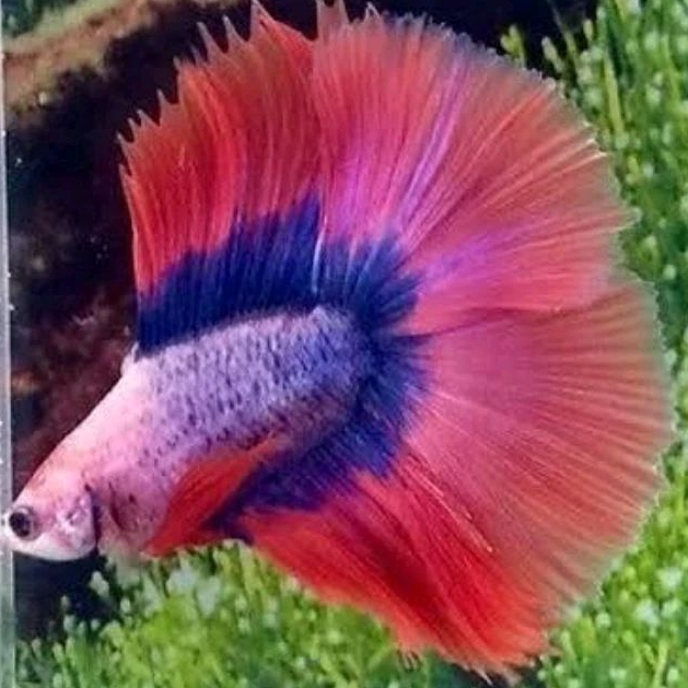 IKAN CUPANG HALFMOON DOBEL TAIL BONUS PAKAN BERGARANSI