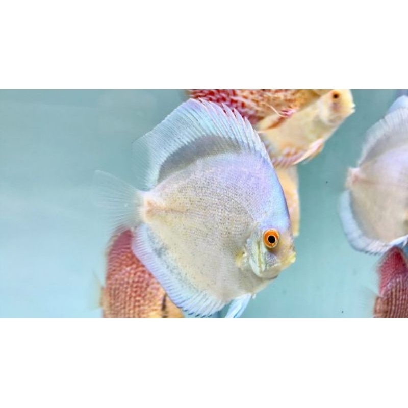 Mercury Blue Discus Aquarium