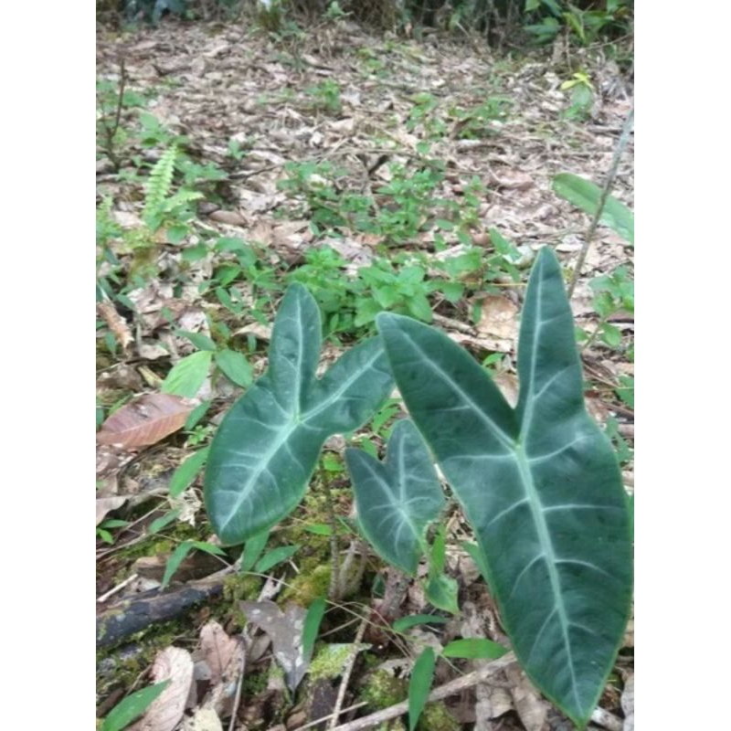 alokasia zebrina anakan