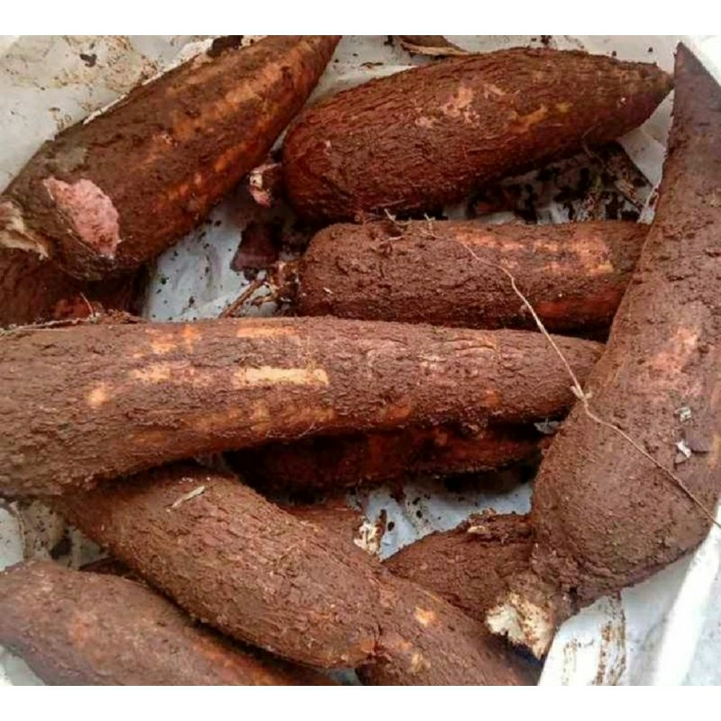 

singkong baru panen murah bisa bayar di tempat 1 kg