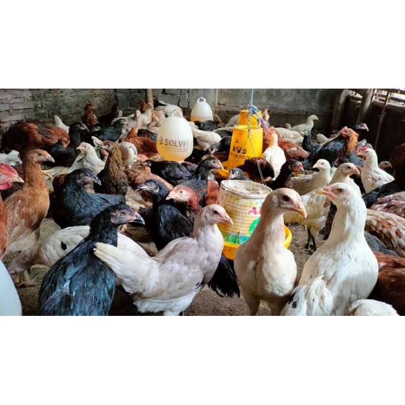 

TELUR FERTIL AYAM JOPER PLATINUM UNTUK DITETASKAN