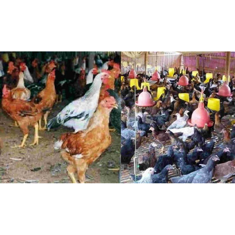 FGFG56846 TELUR FERTIL AYAM JOPER PLATINUM UNTUK DITETASKAN 564568