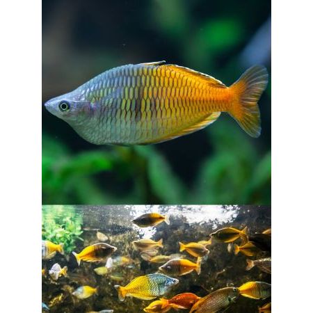 

Extra Packing Rainbow Boesemani 6CM Jantan