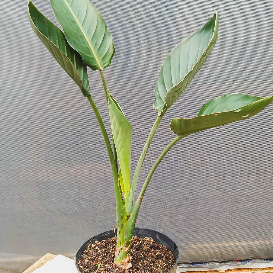 Tanaman hias bunga hias tanaman bird of paradise strelitzia single