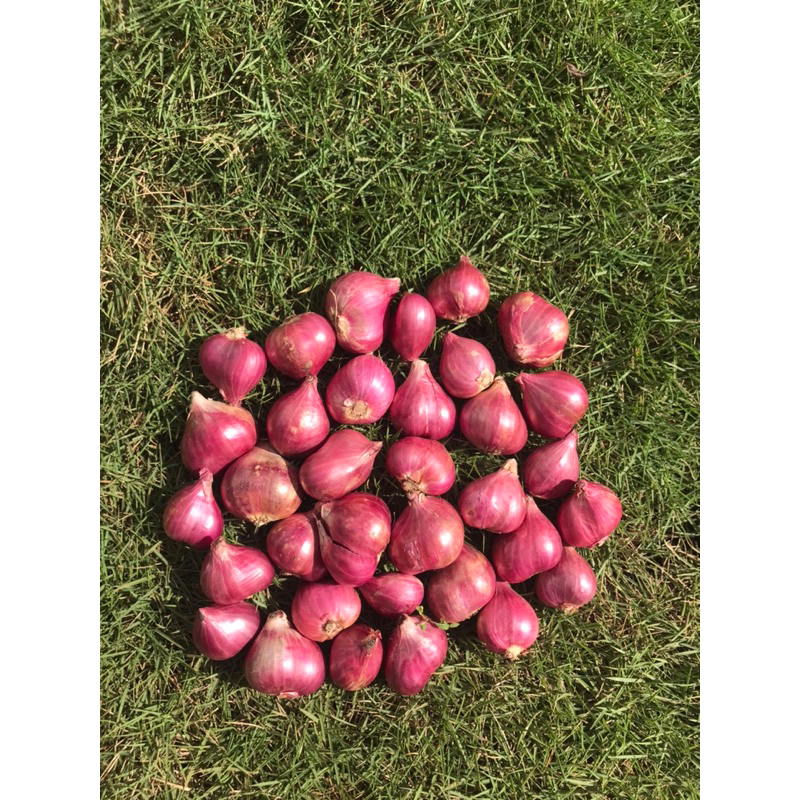 

Brambang Bawang Merah tanggung dan super