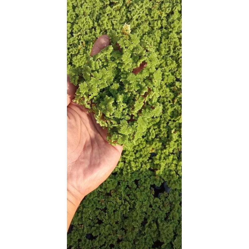 Bibit Azolla, Azolla Microphyla Pinnata Pakan Ikan Pakan Unggas 250 Gram