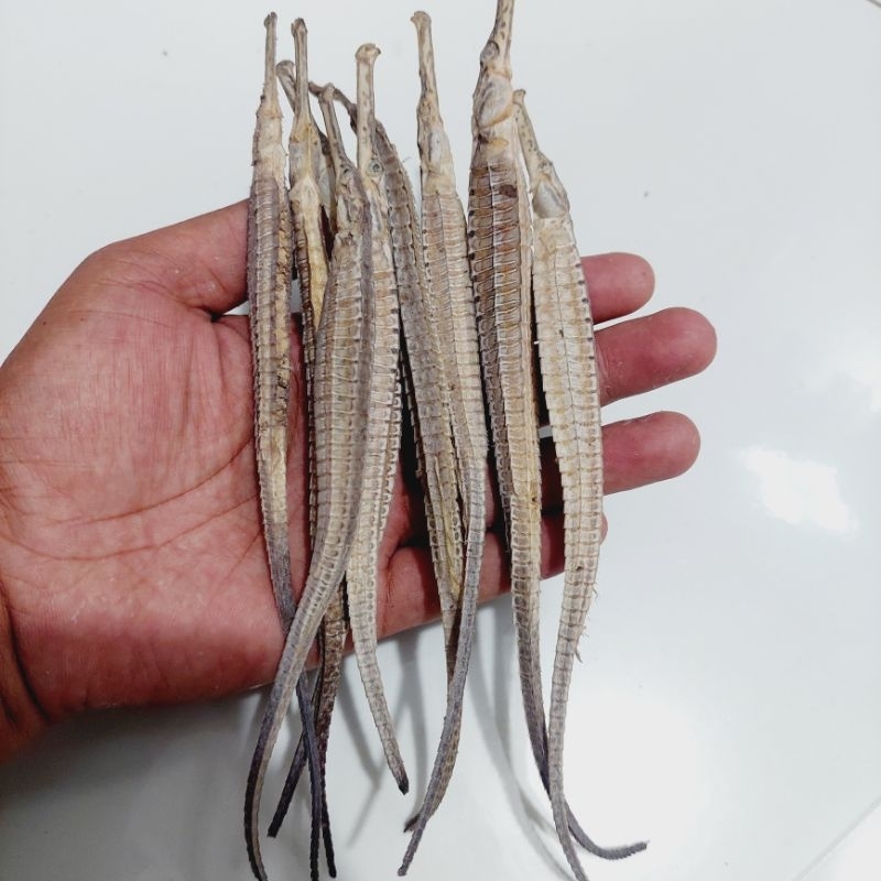 Naga laut super kering ( per ekor )