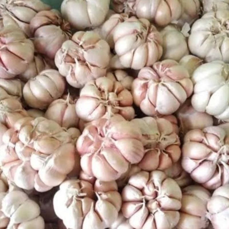 

Bawang Putih Biasa/Bawang putih Sico