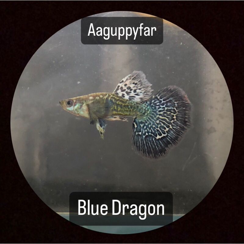 sticker guppy blue dragon