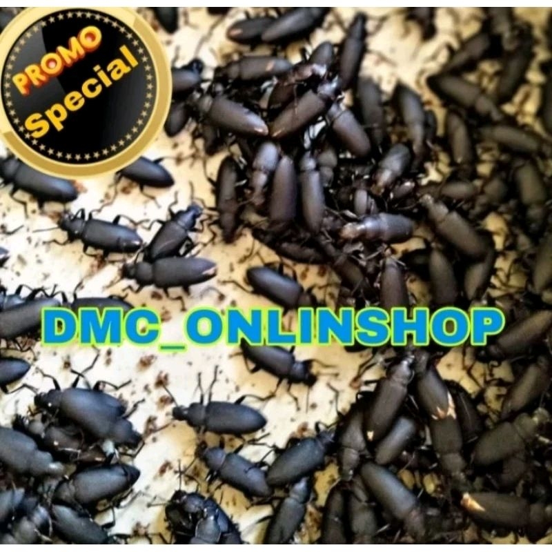 Paket extra Kumbang/Kepik jerman