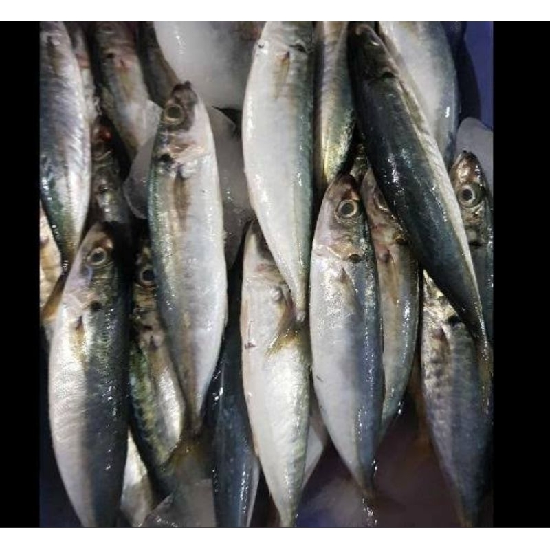 

Ikan Dencis segar 1000gr