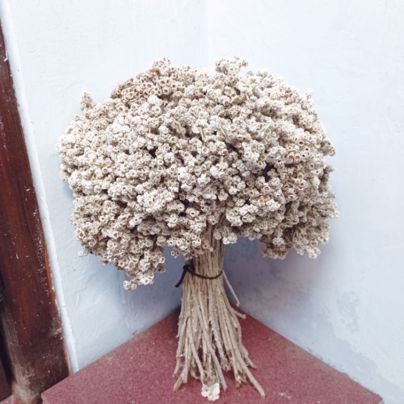 BUNGA EDELWEIS ABADI BUNGA ASLI DI KERINGKAN | BUNGA EDELWEIS MERAPI | BUNGA EDELWEIS LAWU | BUNGA E