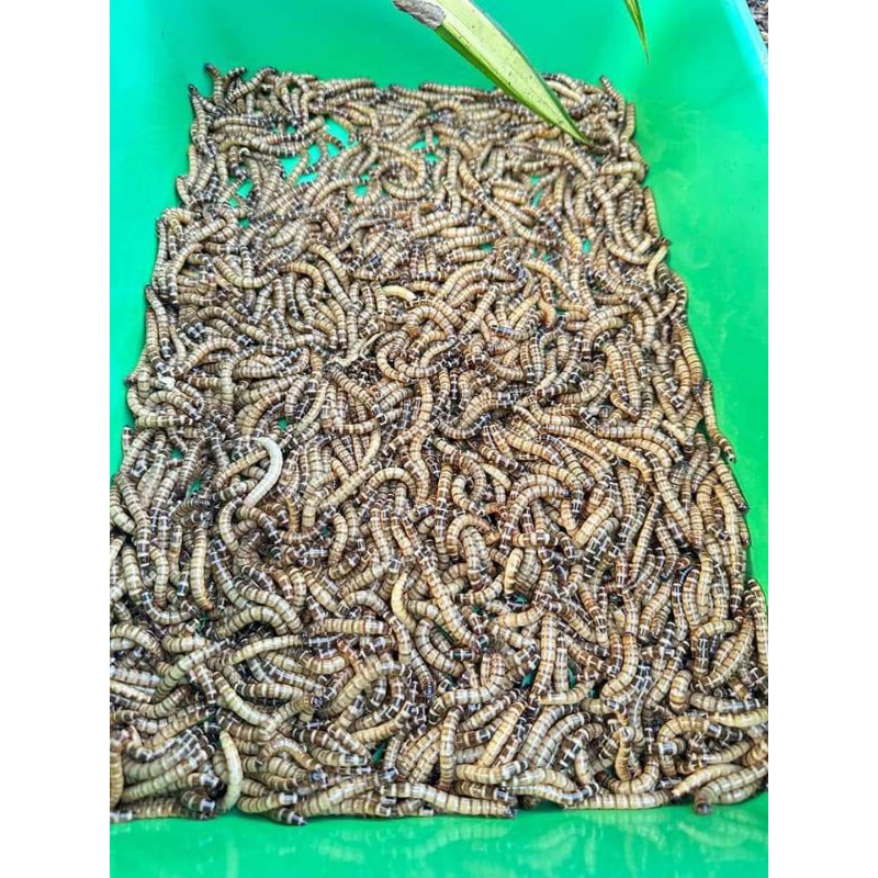 Ulat jerman hidup 500 gram bersih/bergaransi/media premium