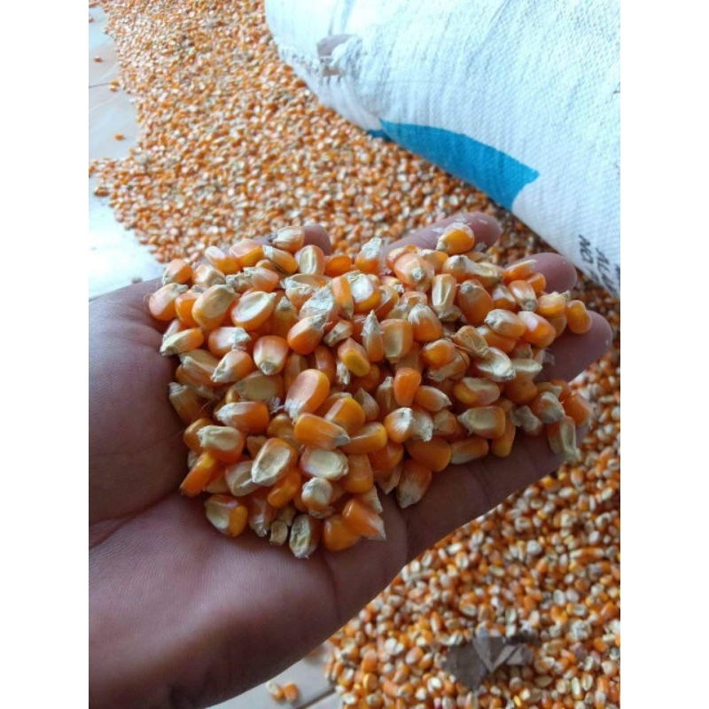 JAGUNG KUNING KUALITAS SUPER PIPIL KERING BERSIH - 1 KG || COCOK UNTUK PAKAN AYAM DAN UNGGAS LAINNYA