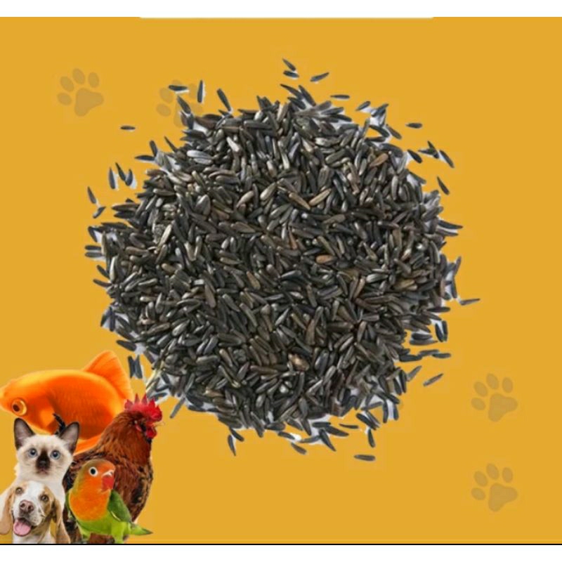 Niger seed Pakan Burung Bijian Import Nigger seed Pakan Burung kenari dan lainnya